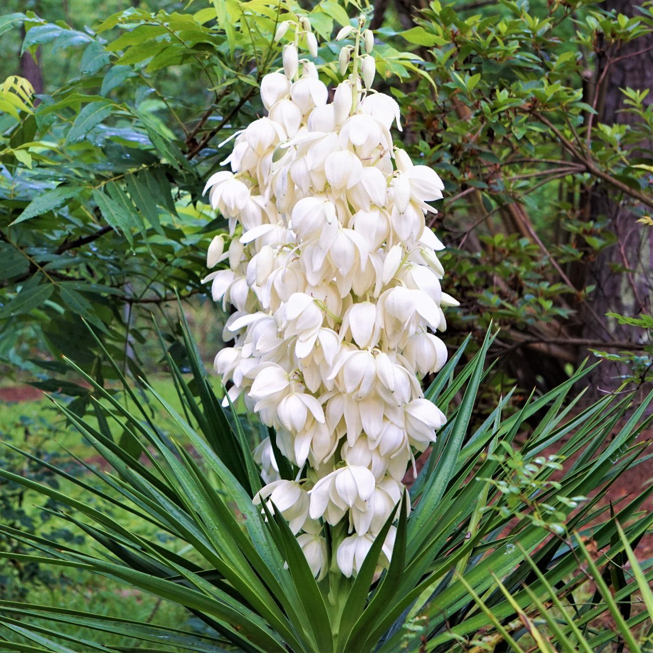 Yucca – Easy To Grow Bulbs