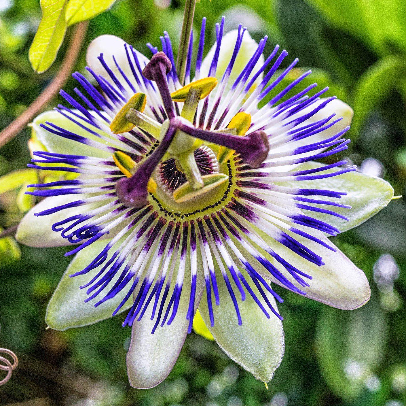 passion flower