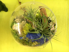 Apothecary Aerium - Air Plant Terrarium - Pistils Nursery