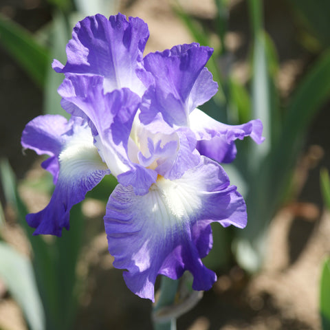 How to Grow Reblooming Bearded Iris – Easy To Grow Bulbs