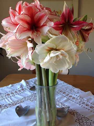 Amaryllis Post Care Instructions - Easy To Grow Bulbs