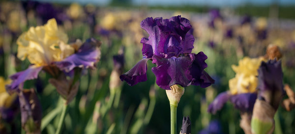 reblooming bearded iris rosalie figge