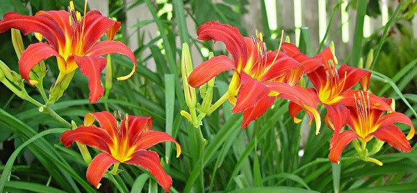 Daylily Autumn Red