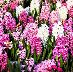 Hyacinth bulbs for sale