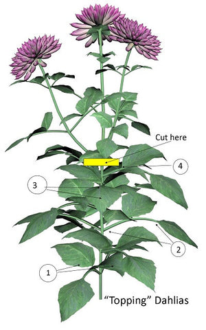 diagram of how to pinch and top dahlias