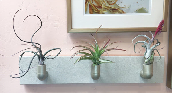 DIY air plant display