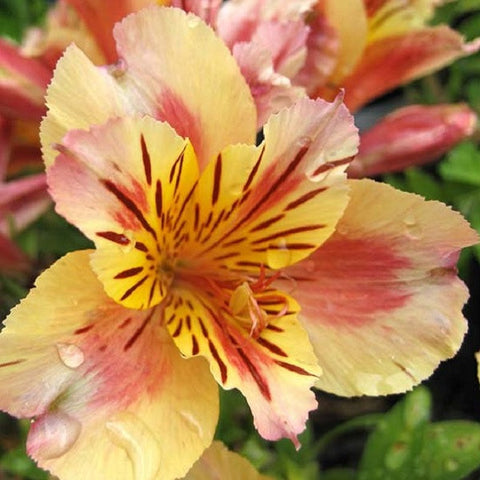 dwarf alstroemeria sara sports whiskers and rougged cheeks