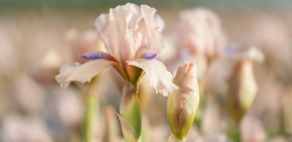 reblooming bearded iris concertina
