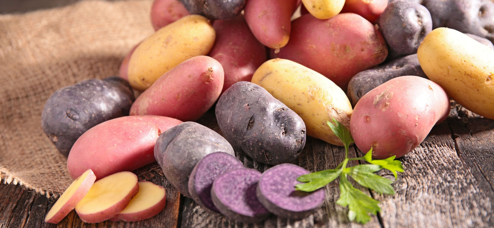 Organic Seed potatoes, purple red and yellow