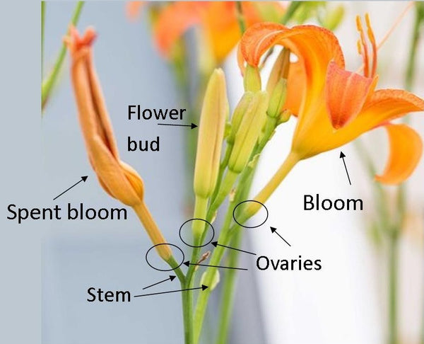 Diagram of daylily bloom for dead heading
