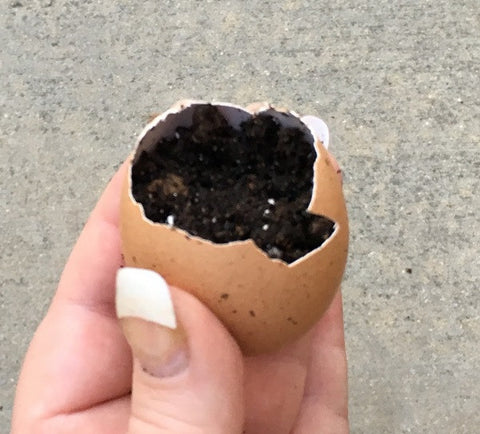 eggshells as succulent planter with soil