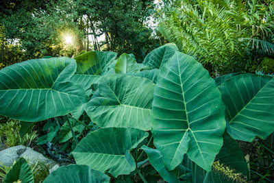 Elephant Ears