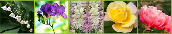 Fragrant Flowers for Your Garden