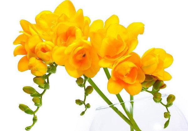 Fragrant Freesias