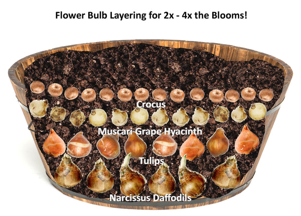The Secret to Massively Increased Blooms in Same Space! - Flower Bulb Layering