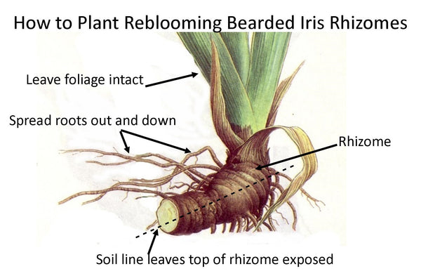 how to plant reblooming bearded iris rhizomes - a diagram