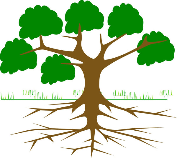 Illustration of root shoot ratio of roots to top growth of a tree