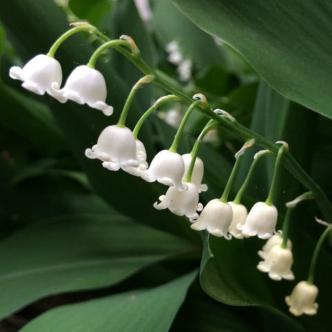 WHITE LILY of the VALLEY-30 Plants Pips/bare Root Plants 