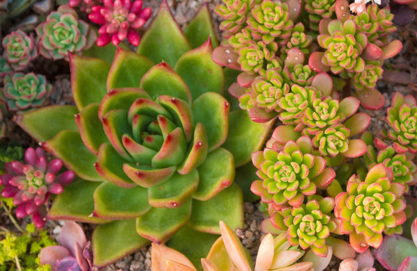 how to water mixed succulent plants