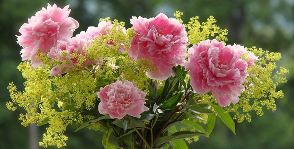 Passion for Peonies! How to Plant, Grow and Care for Peonies in Your Garden!