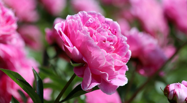 The Simple Secret to Extending Peony Blooming in Your Garden! – Easy To ...