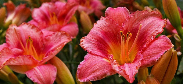 Daylilies bloom in a wide range of colors