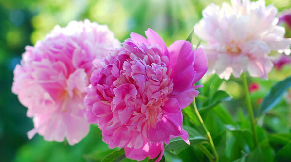 The Simple Secret to Extending Peony Blooming in Your Garden! – Easy To ...