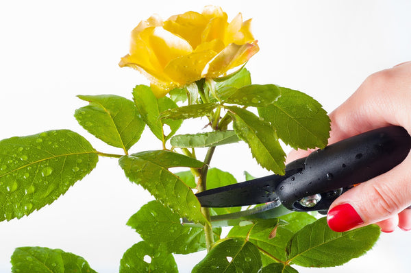 pruning rose bush for blooms