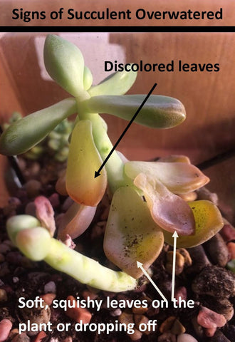Image shows signs a succulent plant is overwatered