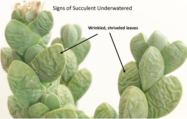 see signs that succulent plant is underwatered