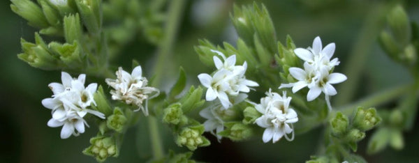 La estevia en flor