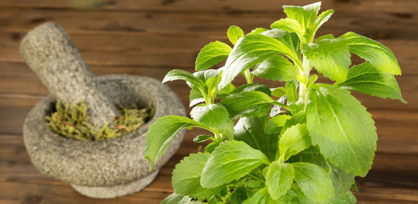 Frische Stevia-Pflanze und getrocknetes Stevia in Mörser und Stößel