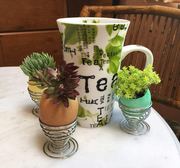 Succulents planted in eggshell planters