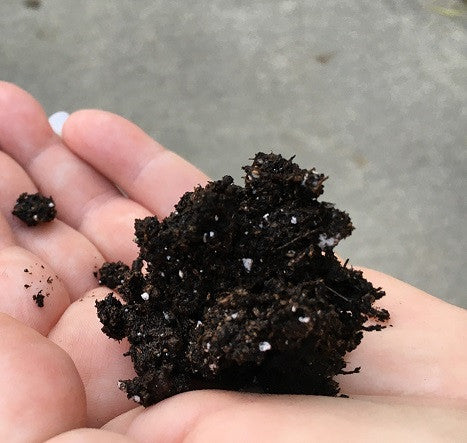 soil prep for planting succukents in eggshells