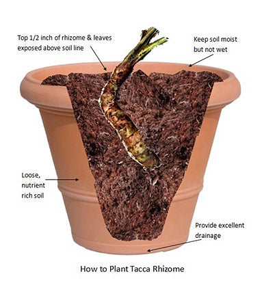 How to Plant Tacca