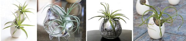 Tillandsia - How to Care for Air Plants