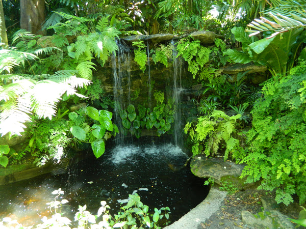 jardín tropical con caída de agua