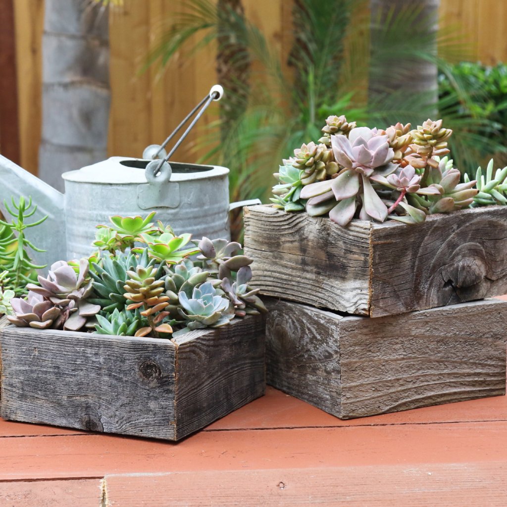 garden story succulents