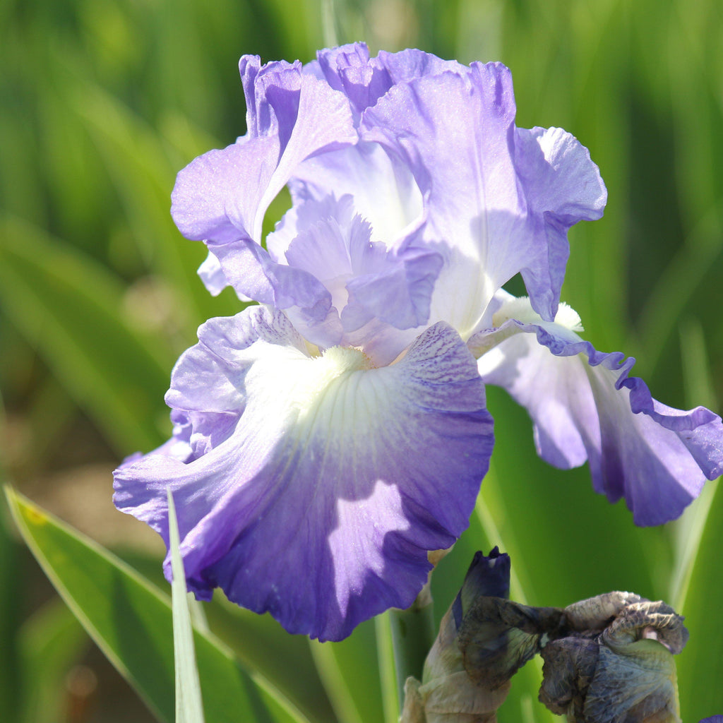 Bearded Iris Plant