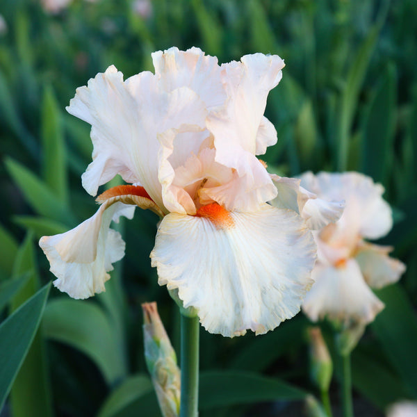 Reblooming Bearded Iris Bulbs for Sale | Large Iris Rhizomes – Easy To ...