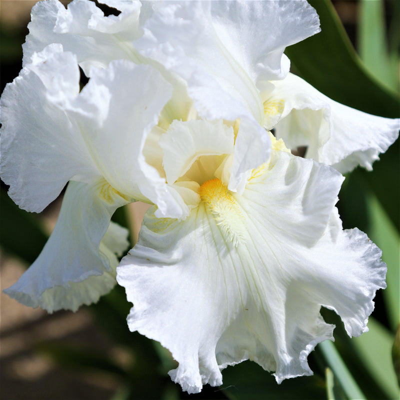 Fragrant White Bearded Iris Renown Bulbs For Sale – Easy To Grow Bulbs