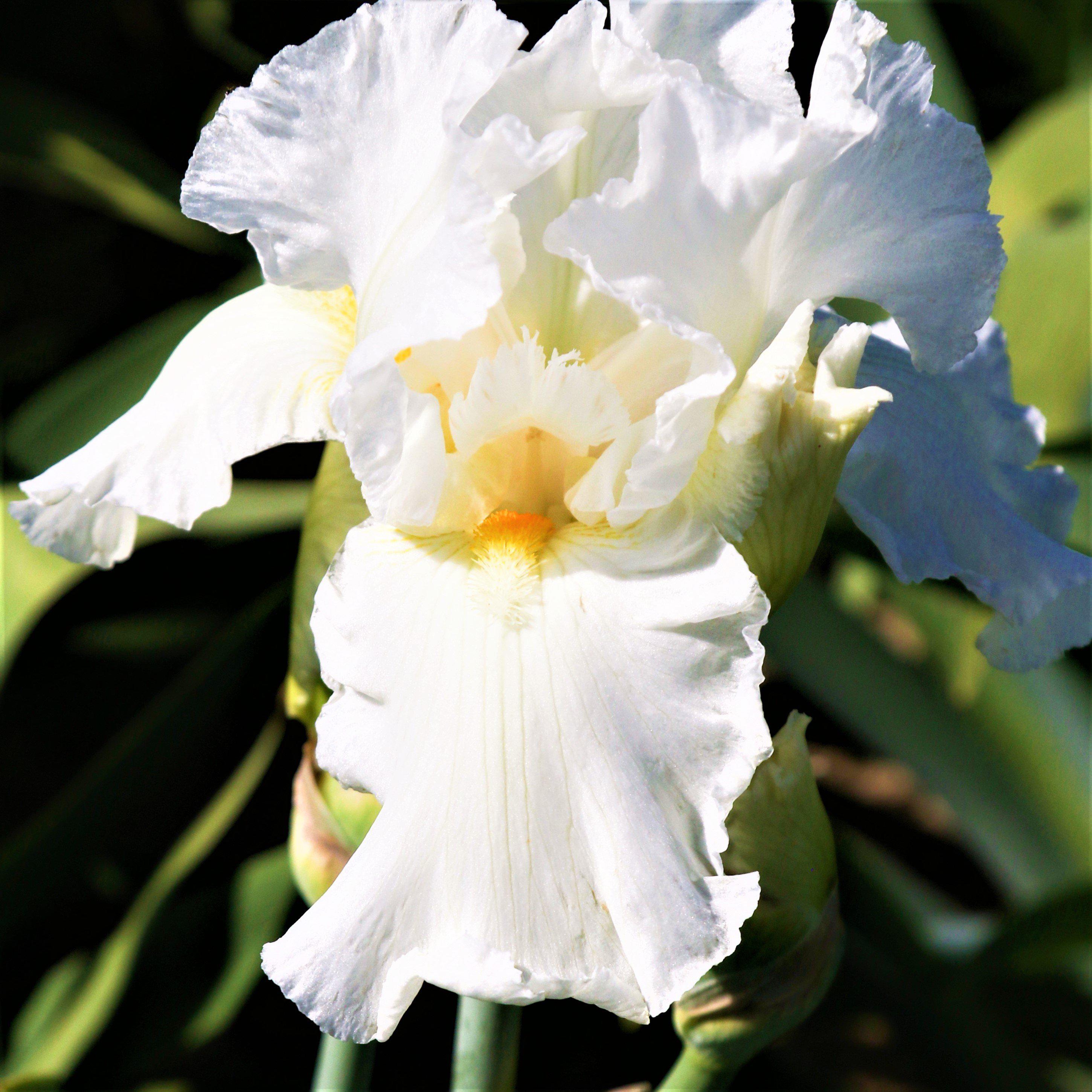 white iris