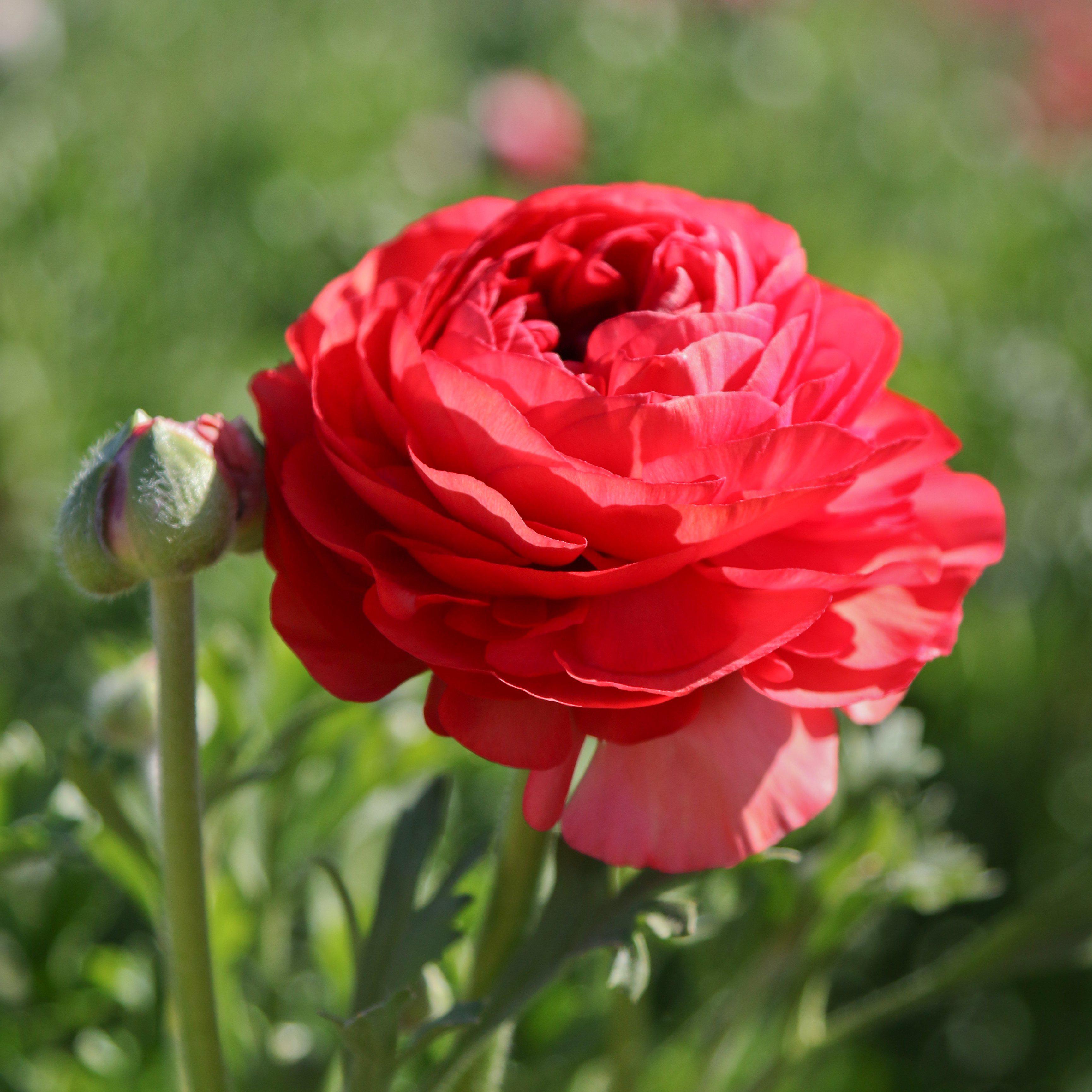 Ranunculus Rose Bulbs for Sale Easy To Grow Bulbs