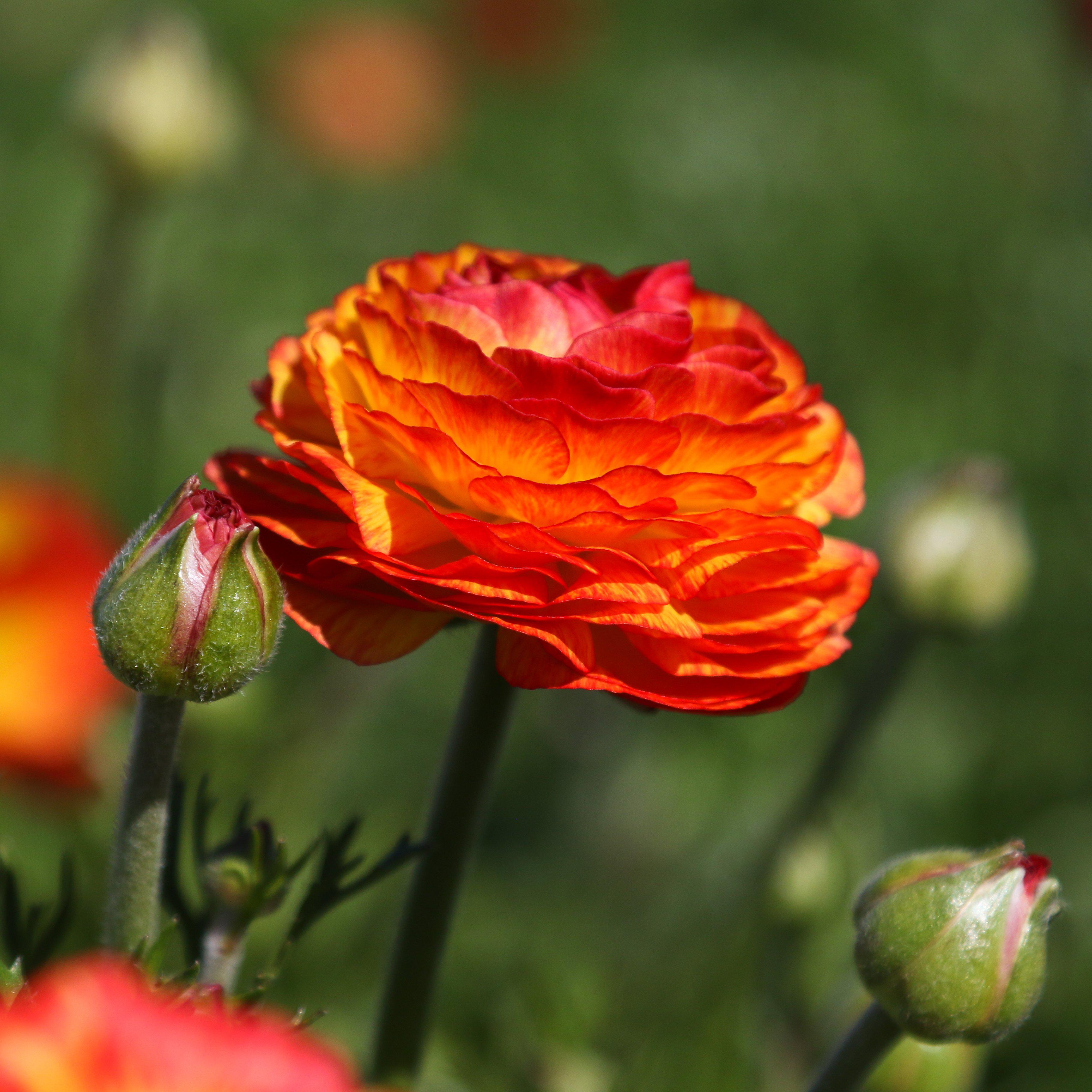 Red & Yellow Tecolote Ranunculus Flamenco Bulbs For Sale