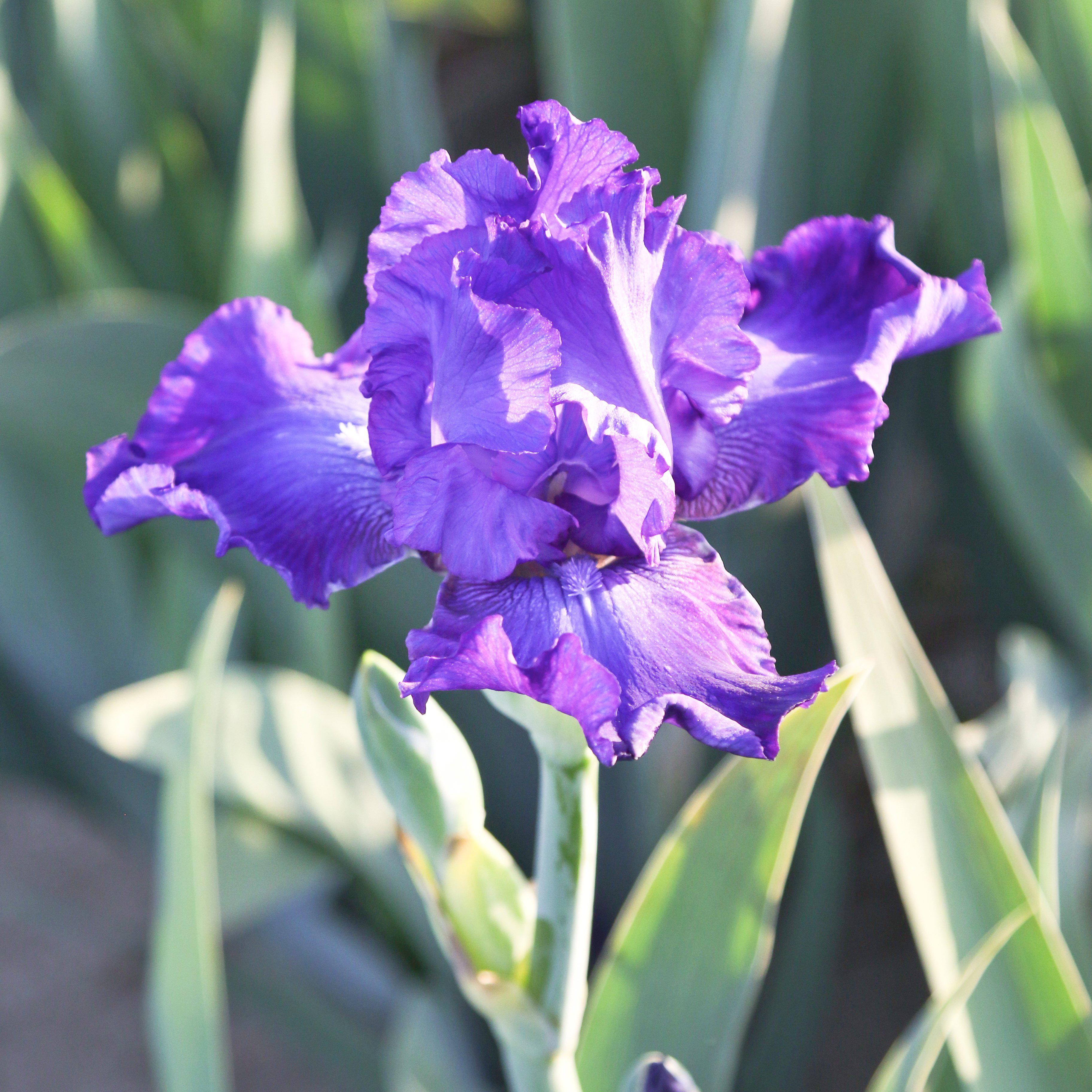 Purple Reblooming Bearded Iris Rhizome For Sale Iris Dashing Easy   1V8A8261 2 