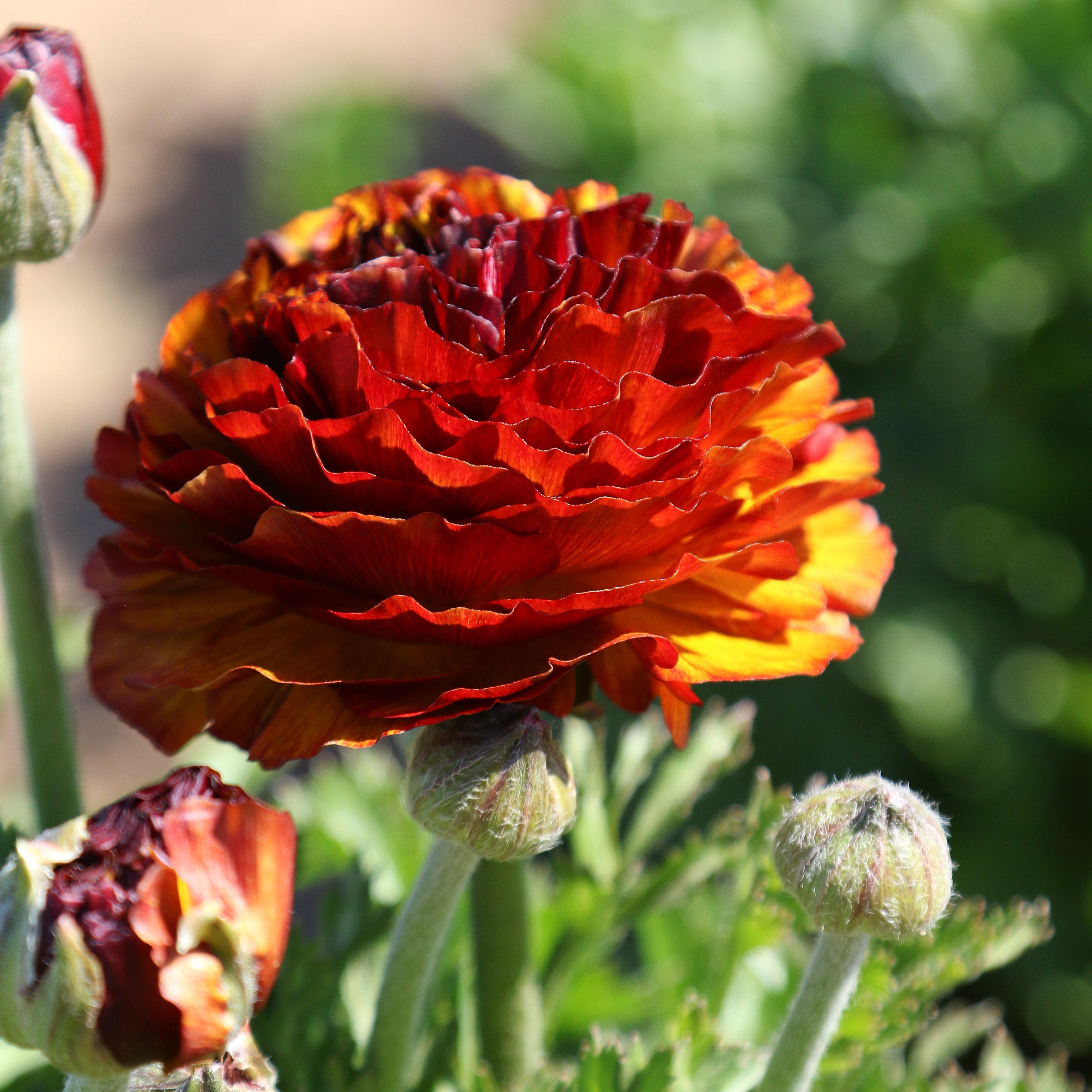 purple persian buttercup bulbs