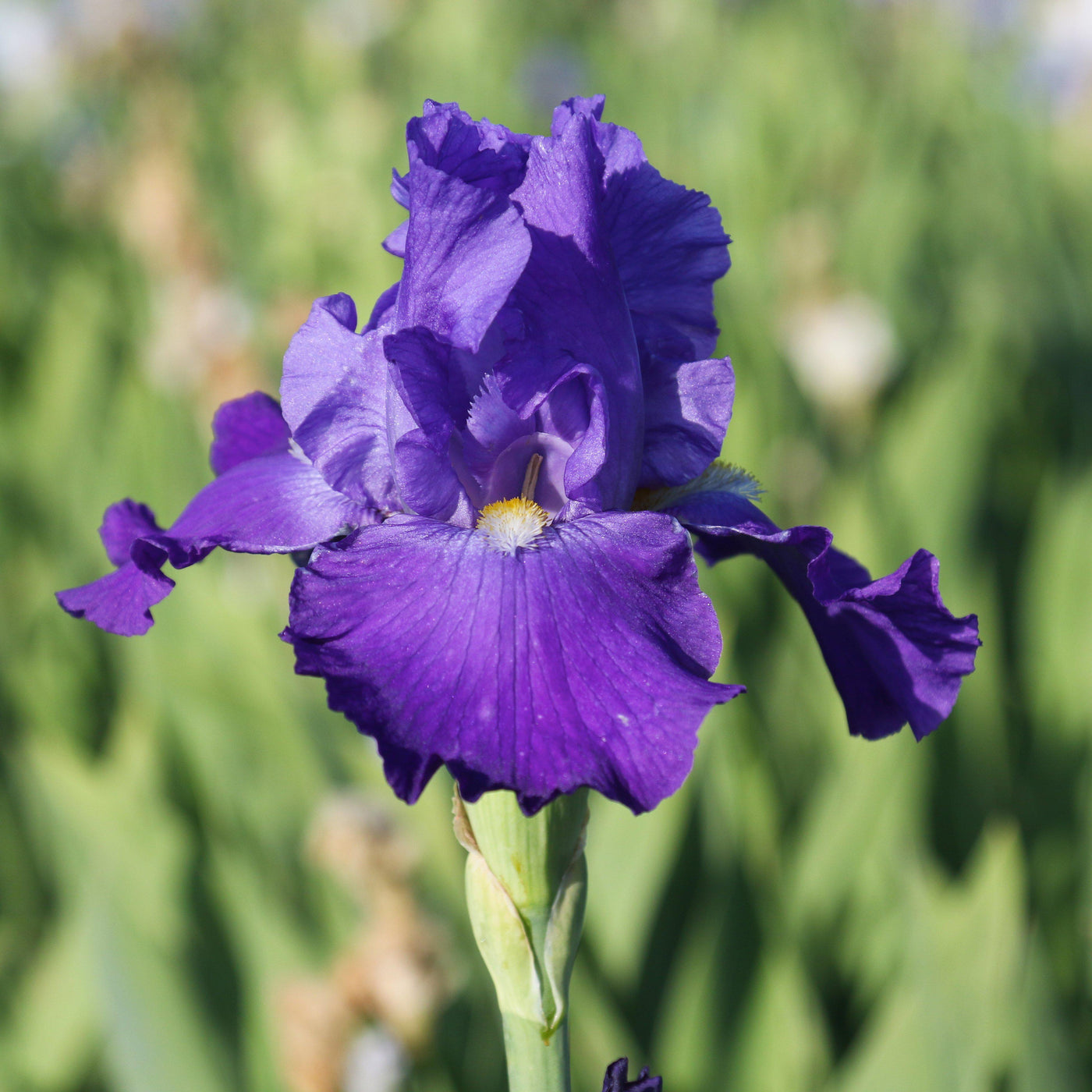 purple iris