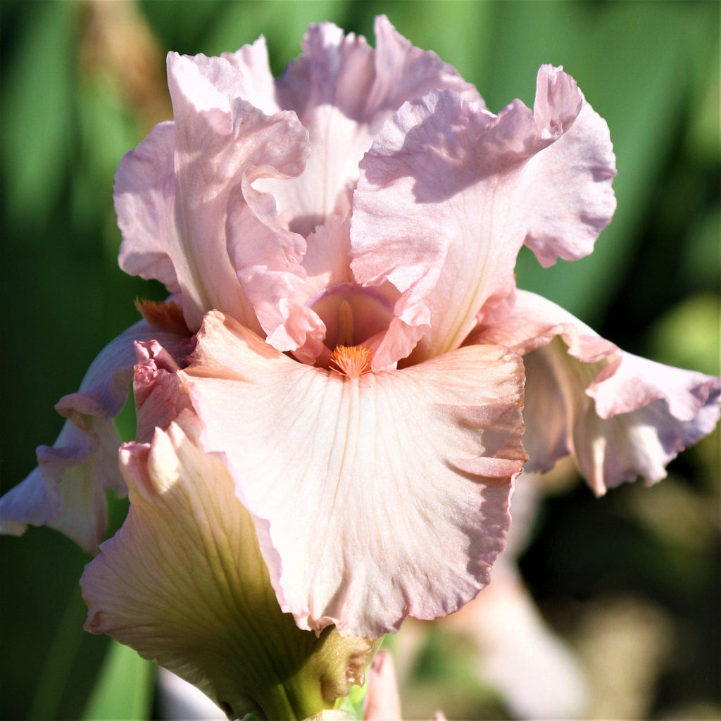 Pink Reblooming Bearded Iris | Pink Attraction Rhizome for Sale – Easy ...