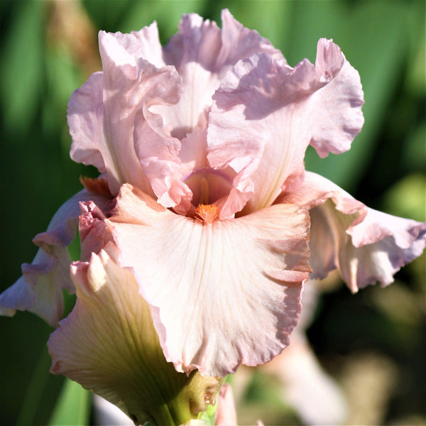 Reblooming Bearded Iris Bulbs for Sale | Large Iris Rhizomes – Easy To ...