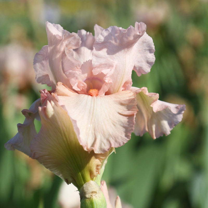 Pink Reblooming Bearded Iris | Pink Attraction Rhizome for Sale – Easy ...